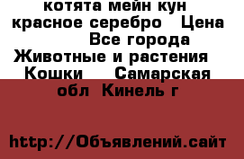 котята мейн кун, красное серебро › Цена ­ 30 - Все города Животные и растения » Кошки   . Самарская обл.,Кинель г.